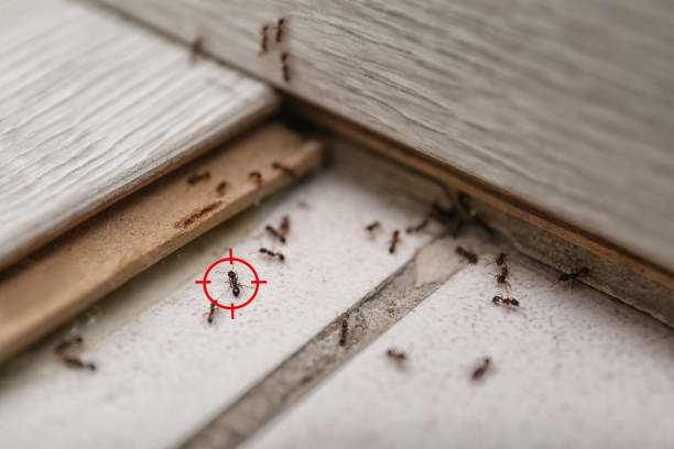 Pest Control Cost in Campo, CA
