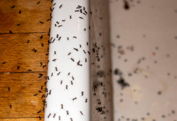 Pest Control Cost in Campo, CA