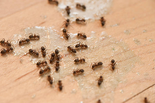 Best Pest Control for Homes  in Mpo, CA