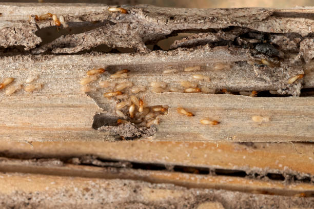 Pest Prevention Services in Campo, CA