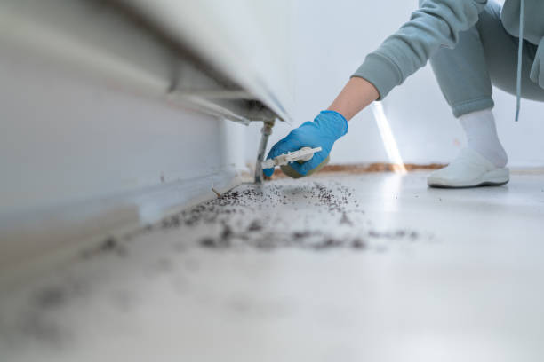 Best Termite Control Services  in Mpo, CA